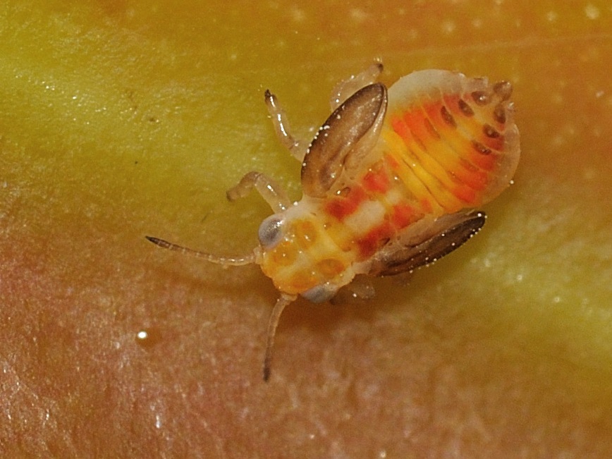 Psyllidae - Glycaspis brimblecombei